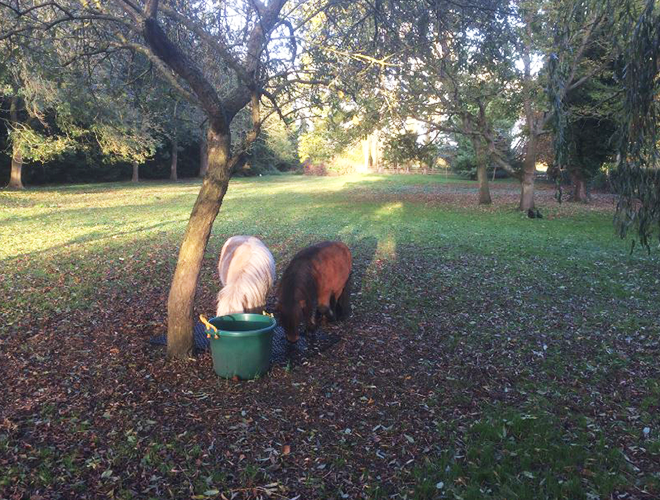 Rubber Grass Mats - Horse Paddock (2)