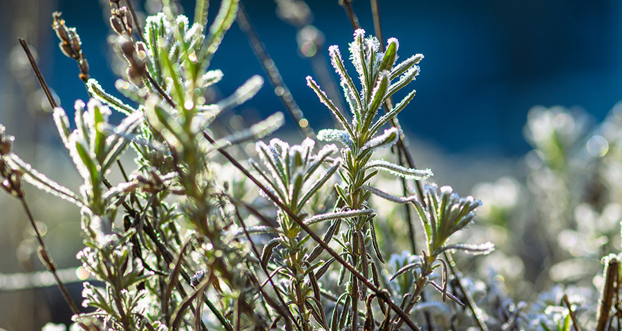 February Gardening Tasks Clear Featured Image