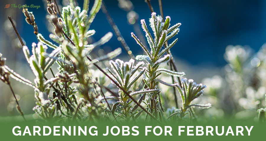 February Gardening Tasks - Featured Image