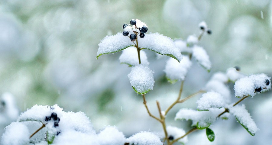 January Gardening Tasks - Clear Featured Image