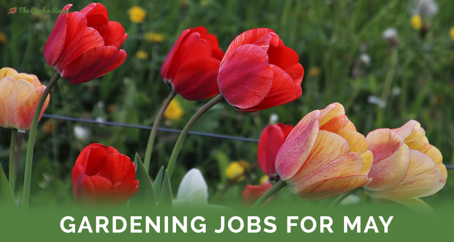 Gardening Jobs For May - Featured Image