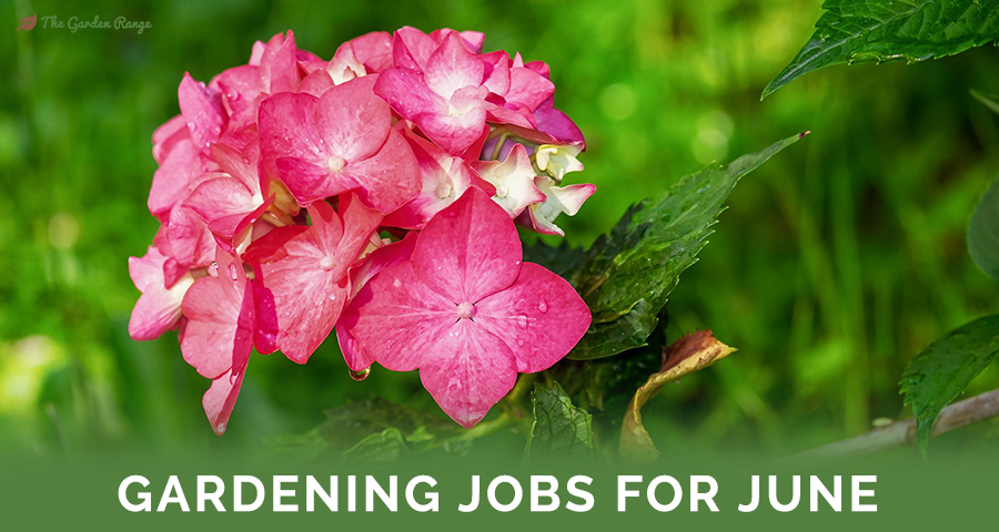 Gardening Jobs For June - Featured Image