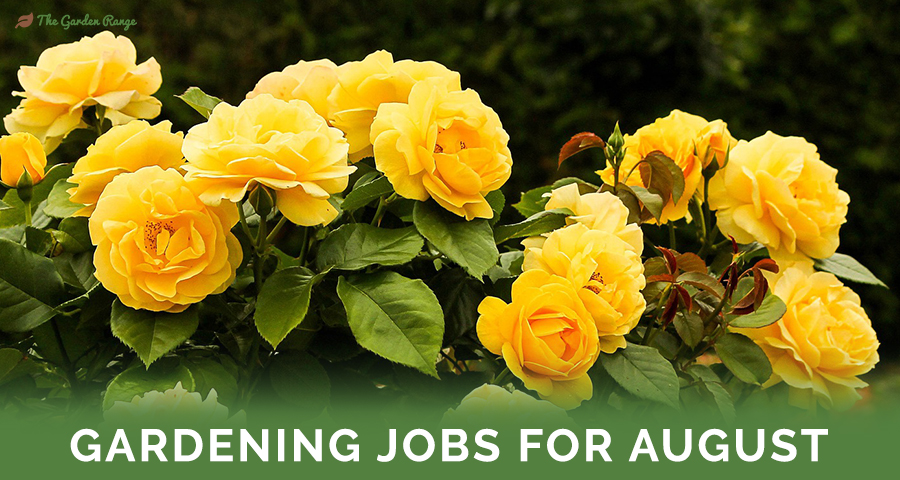 Gardening Jobs For August - Featured Image