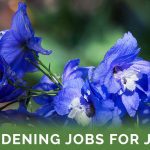 Gardening Jobs For July - Featured Image