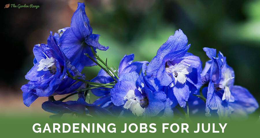 Gardening Jobs For July - Featured Image