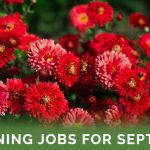 Gardening Jobs For September - Featured Image