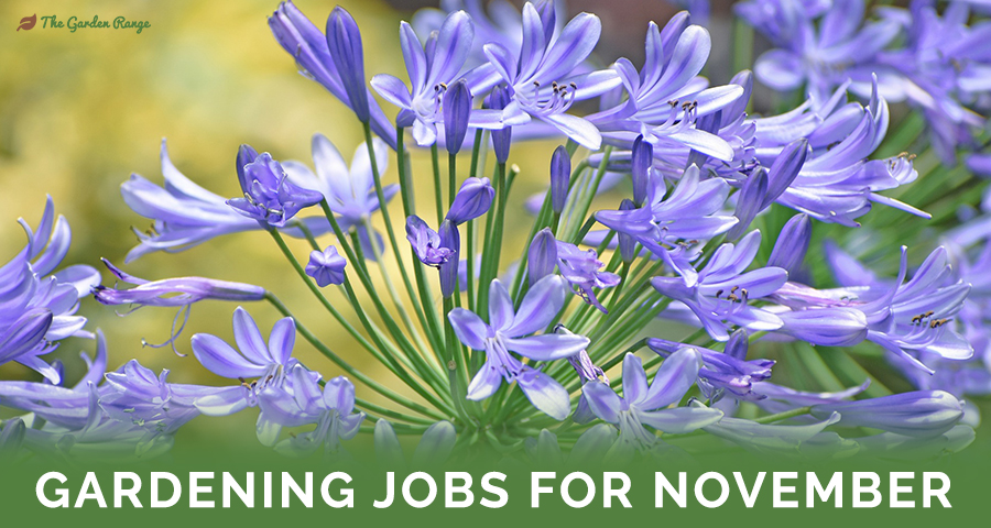 Gardening Jobs For November - Featured Image