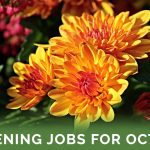 Gardening Jobs For October - Featured Image