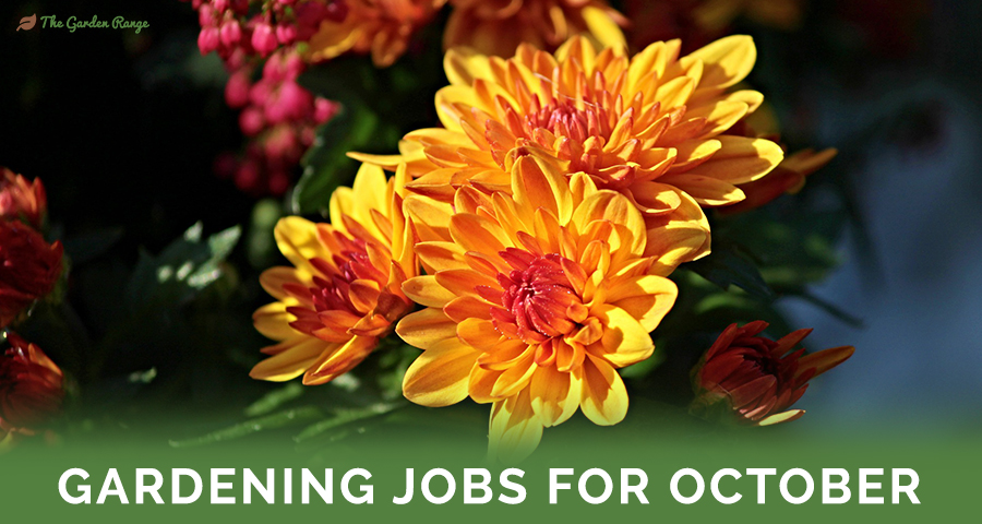 Gardening Jobs For October - Featured Image