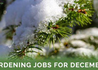 Gardening Jobs For December - Featured Image