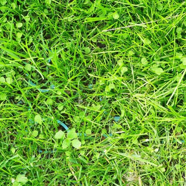 Green X-Grid - Individual Panel - Image 5