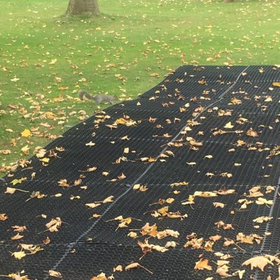 Squirrel On Event Matting